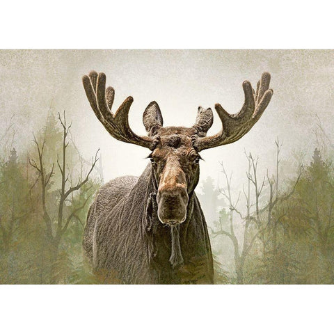 Moose in the Woodland Forest Black Modern Wood Framed Art Print by Schell, Jennie Marie