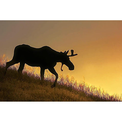 Moose Walking Silhouette Gold Ornate Wood Framed Art Print with Double Matting by Schell, Jennie Marie