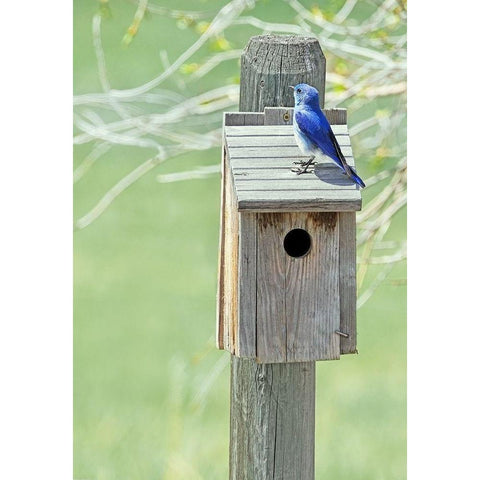 Nesting Box with Bluebird Black Modern Wood Framed Art Print with Double Matting by Schell, Jennie Marie