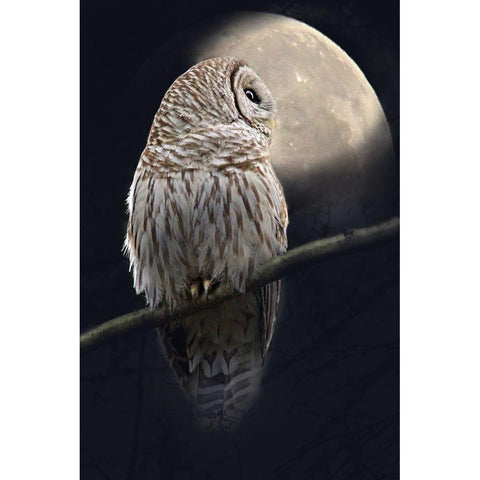 Owl and Moon White Modern Wood Framed Art Print by Schell, Jennie Marie