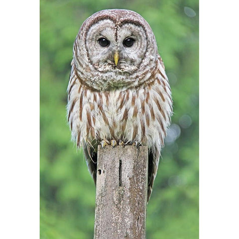 Owl on Fence Post White Modern Wood Framed Art Print by Schell, Jennie Marie