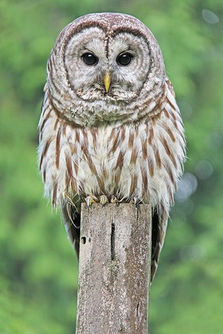 Owl on Fence Post White Modern Wood Framed Art Print with Double Matting by Schell, Jennie Marie