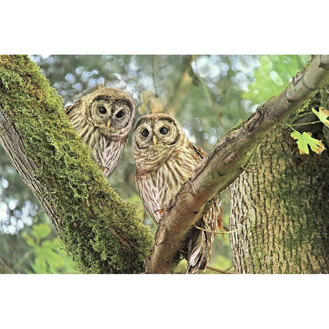 Owlet Twins in the Forest Black Modern Wood Framed Art Print with Double Matting by Schell, Jennie Marie