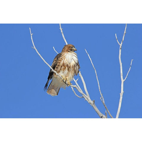 Red-Tail Hawk in Tree White Modern Wood Framed Art Print by Schell, Jennie Marie