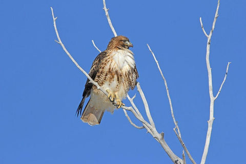 Red-Tail Hawk in Tree White Modern Wood Framed Art Print with Double Matting by Schell, Jennie Marie