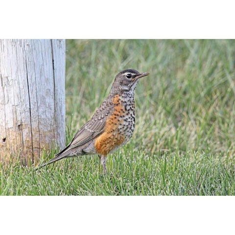 Robin Bird in Grass Gold Ornate Wood Framed Art Print with Double Matting by Schell, Jennie Marie