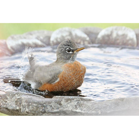 Robin in Bird Bath Gold Ornate Wood Framed Art Print with Double Matting by Schell, Jennie Marie