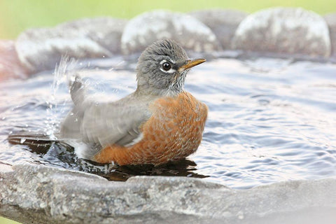 Robin in Bird Bath White Modern Wood Framed Art Print with Double Matting by Schell, Jennie Marie