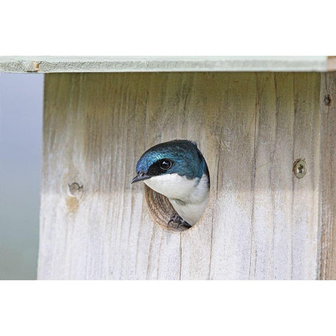 Tree Swallow Bird in Nesting Box White Modern Wood Framed Art Print by Schell, Jennie Marie