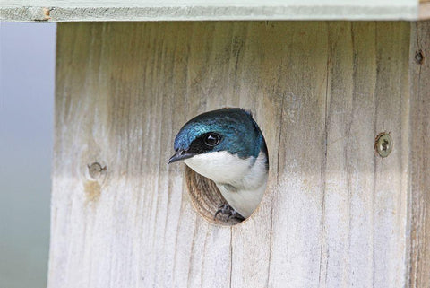 Tree Swallow Bird in Nesting Box White Modern Wood Framed Art Print with Double Matting by Schell, Jennie Marie