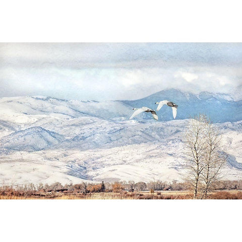 Trumpeter Swans Winter Flight Gold Ornate Wood Framed Art Print with Double Matting by Schell, Jennie Marie