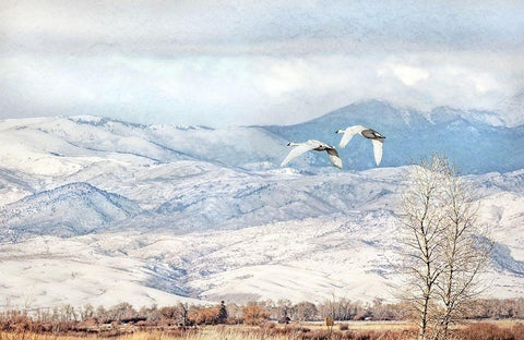 Trumpeter Swans Winter Flight White Modern Wood Framed Art Print with Double Matting by Schell, Jennie Marie