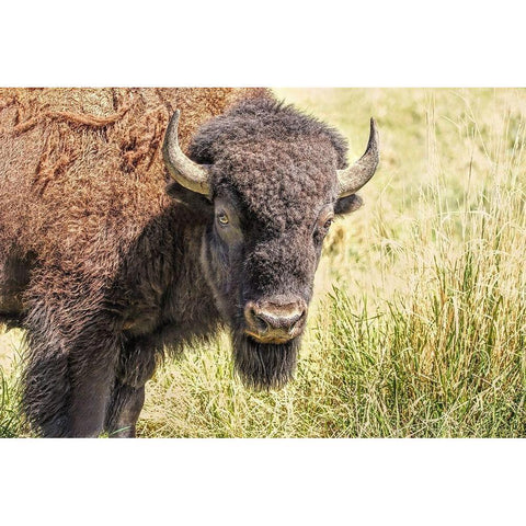 Buffalo Bison in Field Gold Ornate Wood Framed Art Print with Double Matting by Schell, Jennie Marie