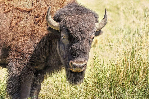 Buffalo Bison in Field Black Ornate Wood Framed Art Print with Double Matting by Schell, Jennie Marie