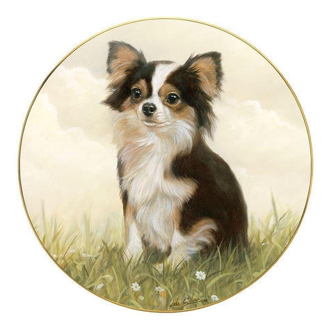 Chihuahua #4 White Modern Wood Framed Art Print with Double Matting by Silver, John