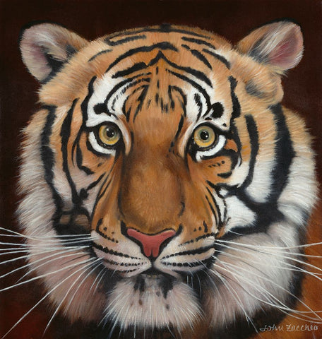 Tiger Black Modern Wood Framed Art Print by Zaccheo, John