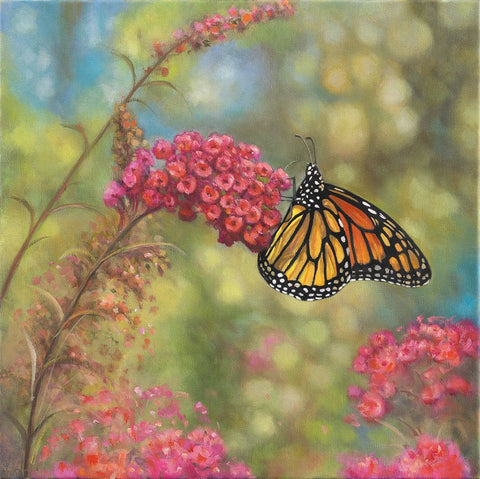 Monarch Butterfly White Modern Wood Framed Art Print with Double Matting by Zaccheo, John