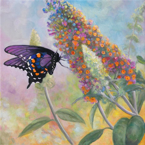 Admiral Butterfly White Modern Wood Framed Art Print with Double Matting by Zaccheo, John