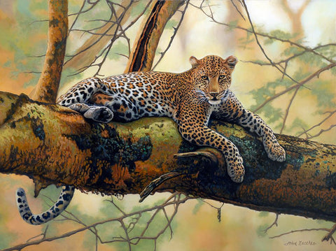 African Leopard Black Modern Wood Framed Art Print by Zaccheo, John