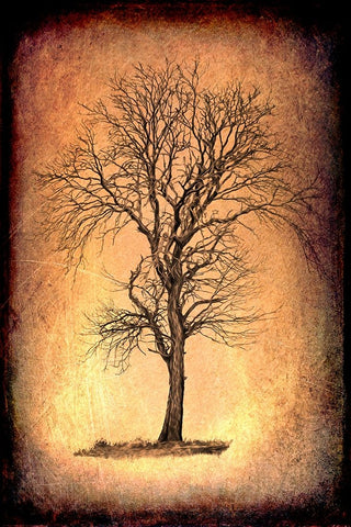 For the Love of Trees II Black Ornate Wood Framed Art Print with Double Matting by LightBoxJournal