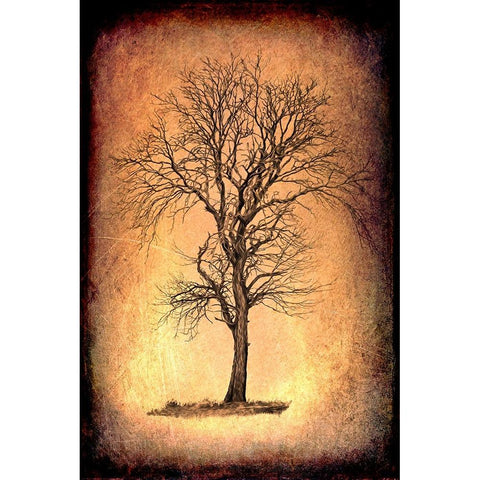 For the Love of Trees II Black Modern Wood Framed Art Print by LightBoxJournal