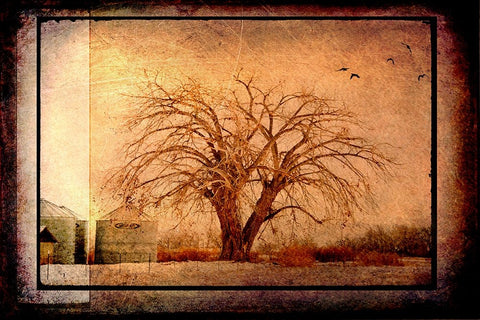For the Love of Trees IV Black Ornate Wood Framed Art Print with Double Matting by LightBoxJournal