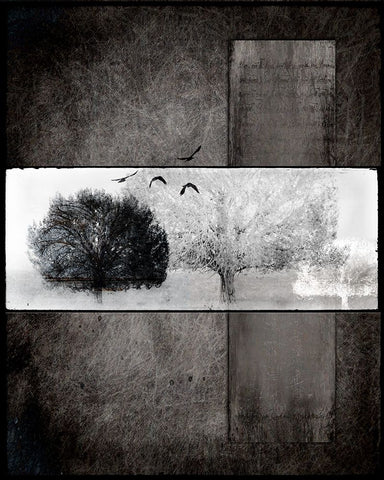 Black Tree 1 Black Ornate Wood Framed Art Print with Double Matting by LightBoxJournal