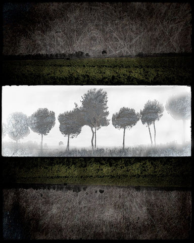 Black Tree 2 Black Ornate Wood Framed Art Print with Double Matting by LightBoxJournal
