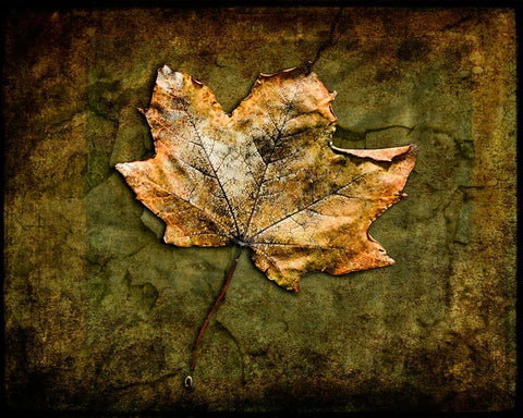 Metallic Leaf 1 White Modern Wood Framed Art Print with Double Matting by LightBoxJournal