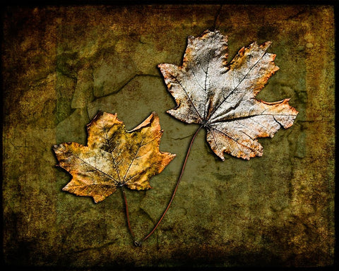 Metallic Leaf 2 White Modern Wood Framed Art Print with Double Matting by LightBoxJournal