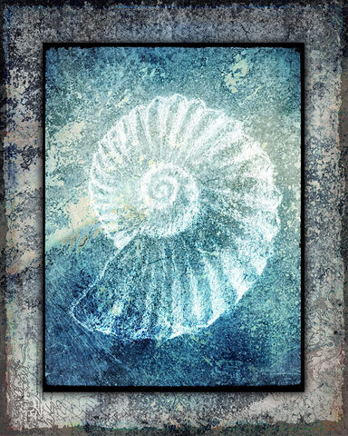Hello Beach Shell I White Modern Wood Framed Art Print with Double Matting by LightBoxJournal