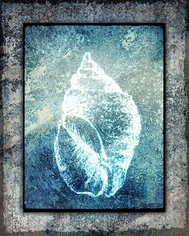 Hello Beach Shell II Black Ornate Wood Framed Art Print with Double Matting by LightBoxJournal