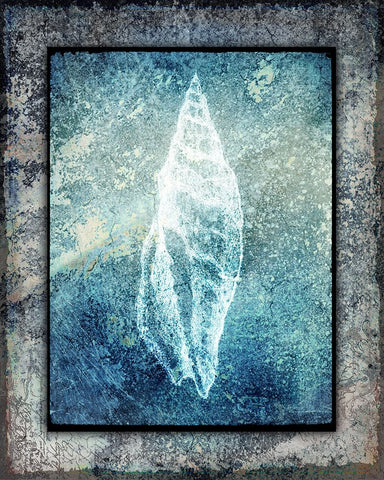 Hello Beach Shell III Black Ornate Wood Framed Art Print with Double Matting by LightBoxJournal