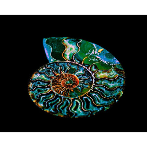 Nautilus I Black Modern Wood Framed Art Print with Double Matting by LightBoxJournal