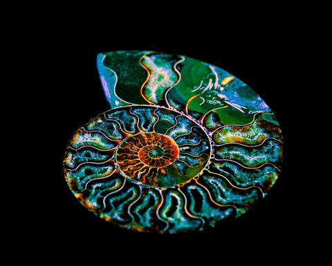 Nautilus I Black Ornate Wood Framed Art Print with Double Matting by LightBoxJournal