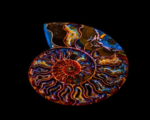Nautilus II Black Ornate Wood Framed Art Print with Double Matting by LightBoxJournal