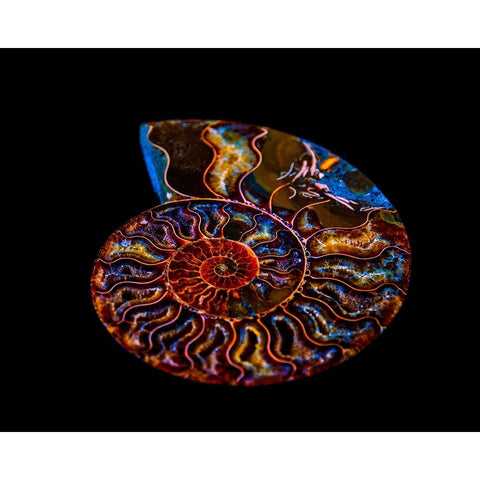 Nautilus II Black Modern Wood Framed Art Print with Double Matting by LightBoxJournal