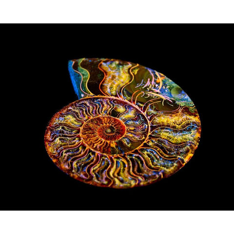 Nautilus III White Modern Wood Framed Art Print by LightBoxJournal
