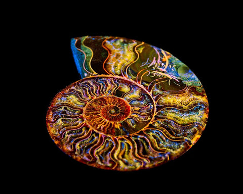 Nautilus III White Modern Wood Framed Art Print with Double Matting by LightBoxJournal