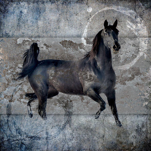 Black Mare 2 Black Modern Wood Framed Art Print by LightBoxJournal