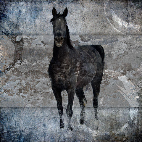 Black Mare 3 Black Modern Wood Framed Art Print by LightBoxJournal