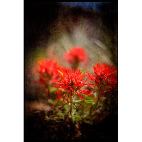 Desert Flower 1 Black Modern Wood Framed Art Print by LightBoxJournal