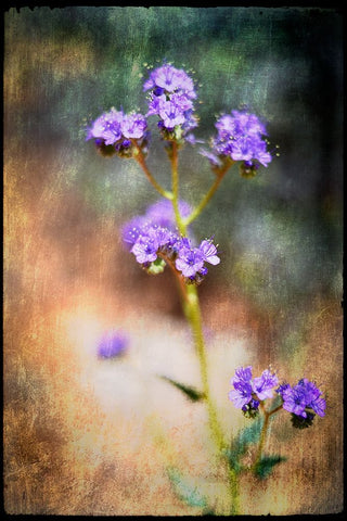Desert Flower 2 Black Ornate Wood Framed Art Print with Double Matting by LightBoxJournal