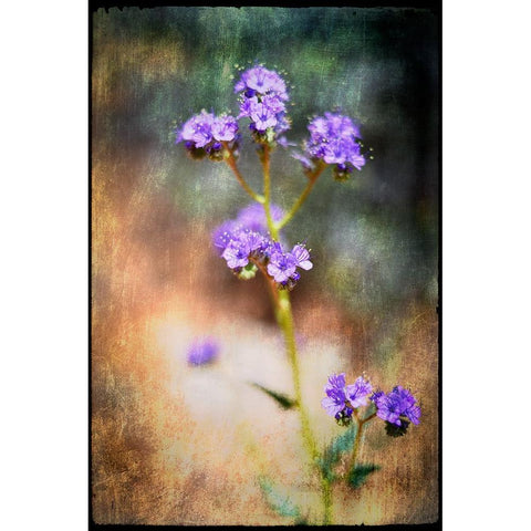 Desert Flower 2 Black Modern Wood Framed Art Print with Double Matting by LightBoxJournal
