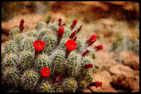 Desert Flower 3 White Modern Wood Framed Art Print with Double Matting by LightBoxJournal