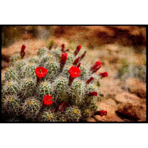Desert Flower 3 Black Modern Wood Framed Art Print by LightBoxJournal