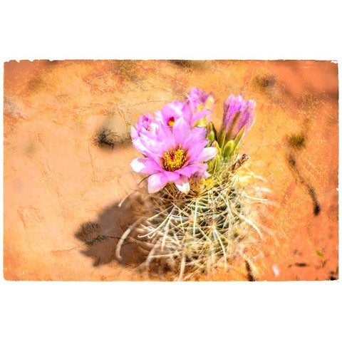 Desert Flower 4 White Modern Wood Framed Art Print by LightBoxJournal