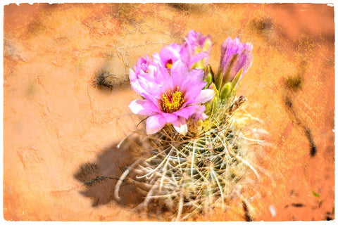 Desert Flower 4 Black Ornate Wood Framed Art Print with Double Matting by LightBoxJournal