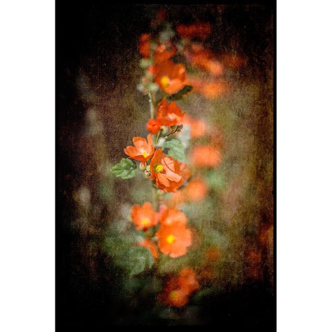 Desert Flower 5 Black Modern Wood Framed Art Print by LightBoxJournal