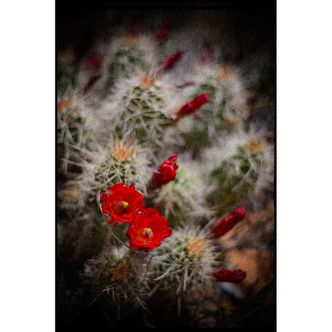 Desert Flower 6 White Modern Wood Framed Art Print by LightBoxJournal